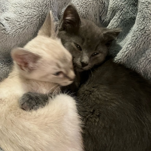 Meet your Posher, Julianna - Picture 8 of 8